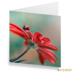 Grusskarte "Marienkäfer"